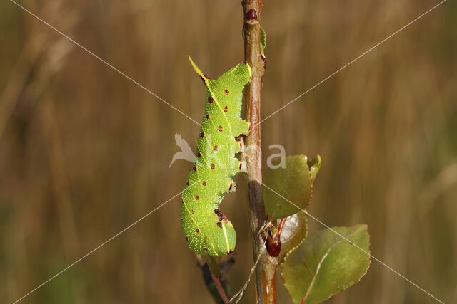 Poplar Hawk-moth (Laothoe populi)