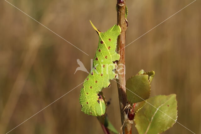 Poplar Hawk-moth (Laothoe populi)