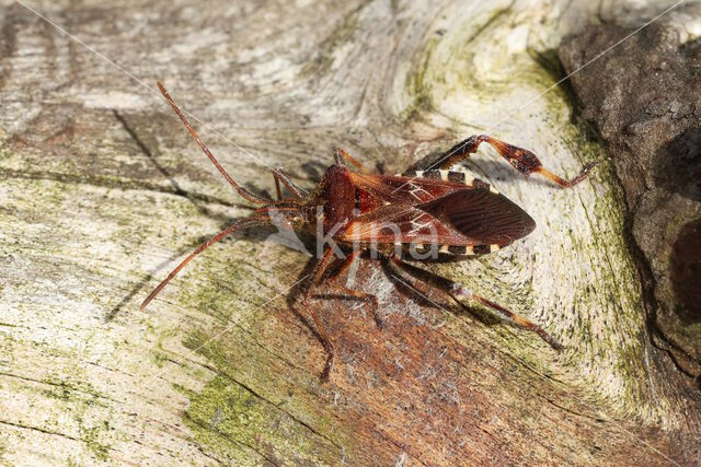 bladpootrandwants (leptoglossus occidentalis)