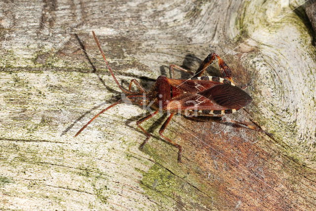 bladpootrandwants (leptoglossus occidentalis)