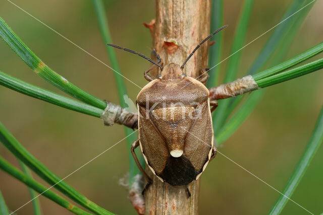 dennenschildwants (chlorochroa pinicola)