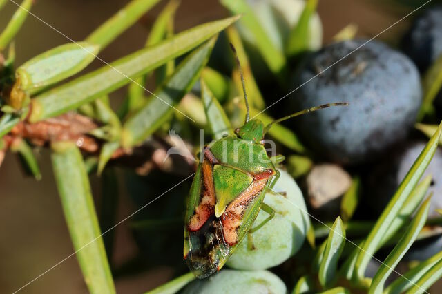 Jeneverbeskielwants (cyphostethus tristriatus)