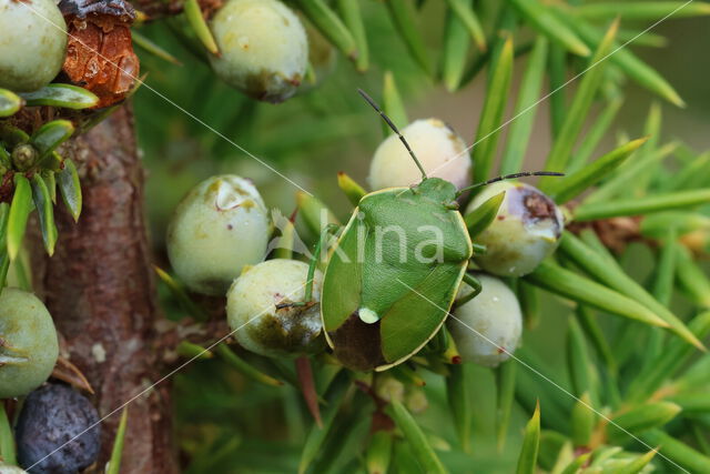 Juniper shieldbug (Cyphostethus tristriatus)