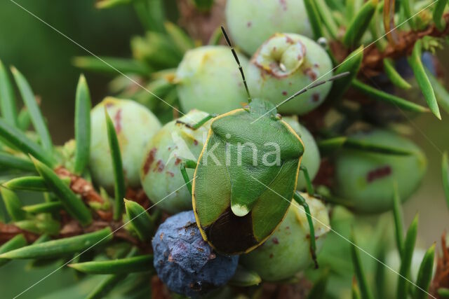 Juniper shieldbug (Cyphostethus tristriatus)