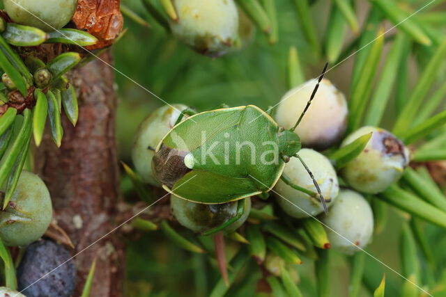 Juniper shieldbug (Cyphostethus tristriatus)