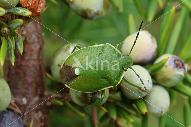 Juniper shieldbug (Cyphostethus tristriatus)