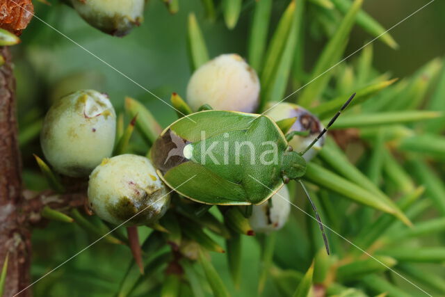 Juniper shieldbug (Cyphostethus tristriatus)