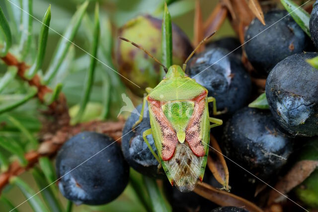 Jeneverbeskielwants (cyphostethus tristriatus)