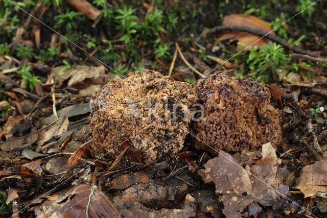 Grove sponstruffel (Gautieria morchellaeformis)