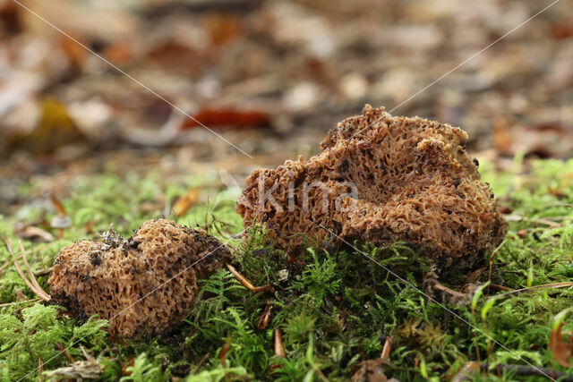 Grove sponstruffel (Gautieria morchellaeformis)