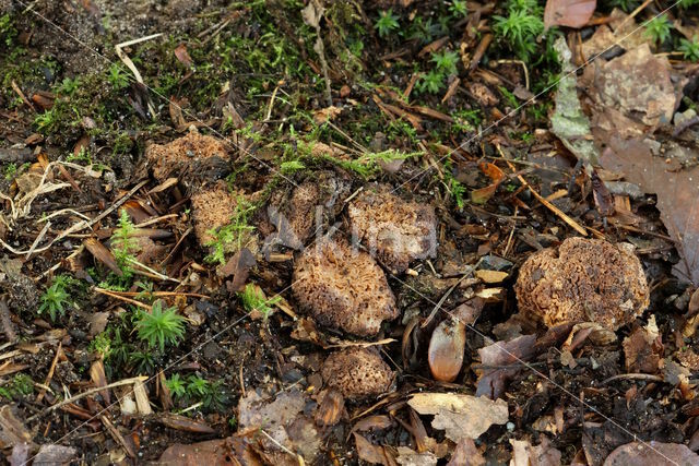 Grove sponstruffel (Gautieria morchellaeformis)