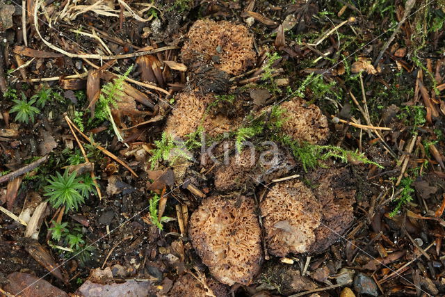 Grove sponstruffel (Gautieria morchellaeformis)