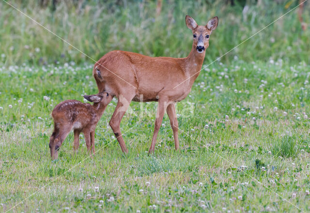 Ree (Capreolus capreolus)