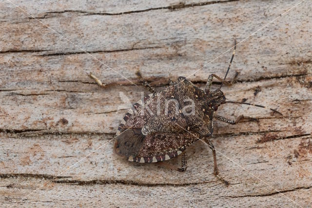 bruingemarmerde schildwants (halyomorpha halys)