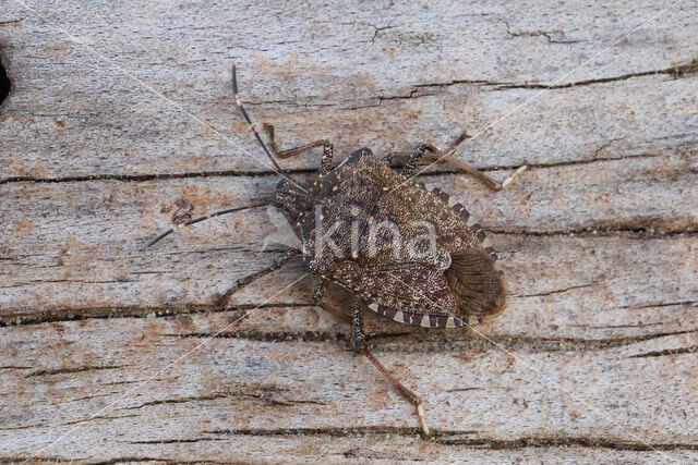 bruingemarmerde schildwants (halyomorpha halys)