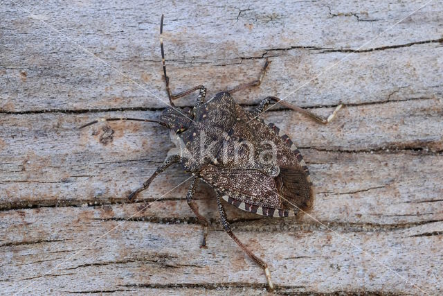 bruingemarmerde schildwants (halyomorpha halys)