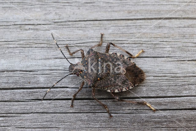 bruingemarmerde schildwants (halyomorpha halys)