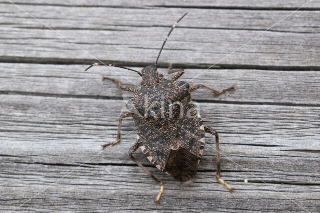 bruingemarmerde schildwants (halyomorpha halys)