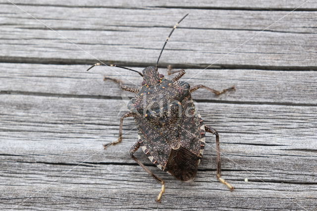 bruingemarmerde schildwants (halyomorpha halys)