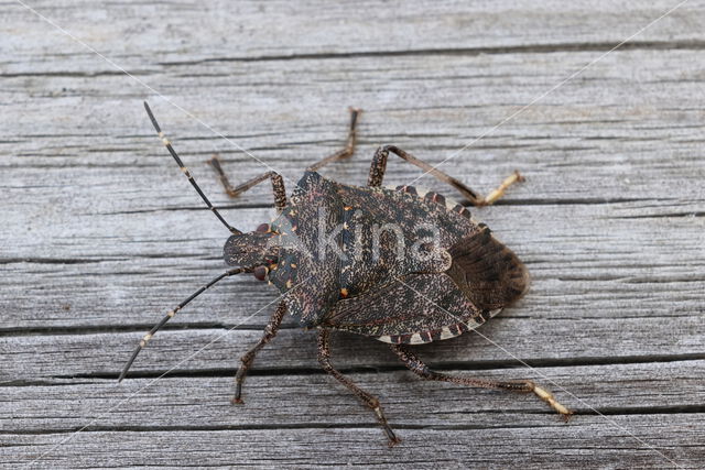 bruingemarmerde schildwants (halyomorpha halys)