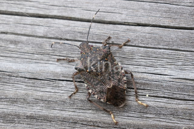 bruingemarmerde schildwants (halyomorpha halys)