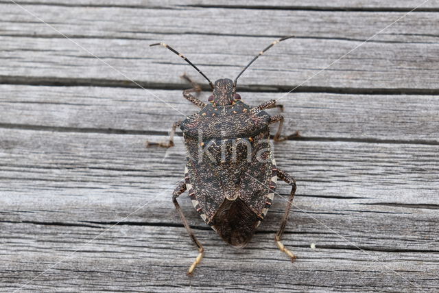 bruingemarmerde schildwants (halyomorpha halys)