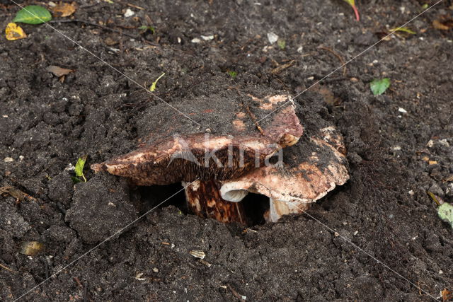 Toverchampignon (Agaricus geesterani)