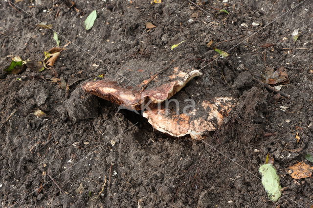 Toverchampignon (Agaricus geesterani)