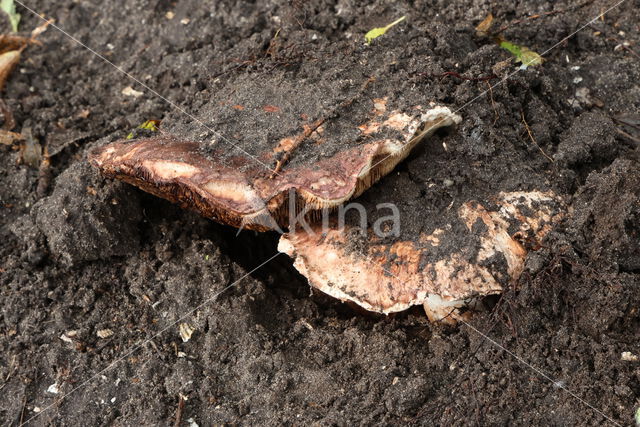 Toverchampignon (Agaricus geesterani)