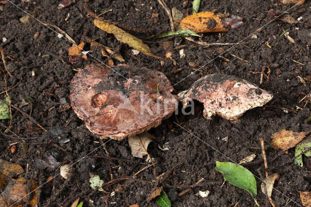 Toverchampignon (Agaricus geesterani)