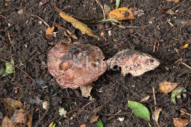 Toverchampignon (Agaricus geesterani)