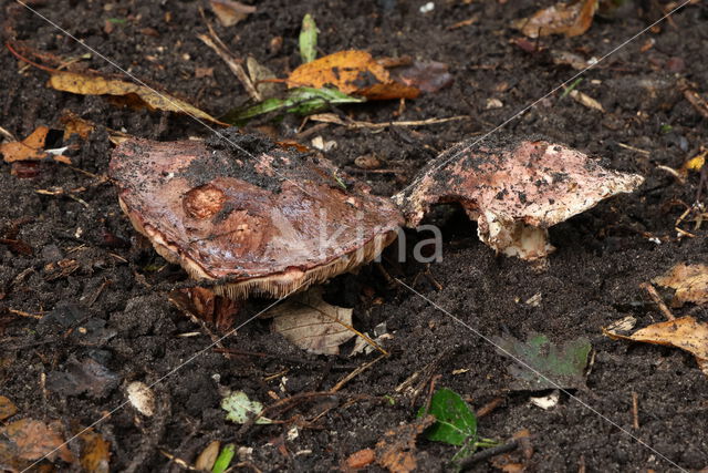 Toverchampignon (Agaricus geesterani)