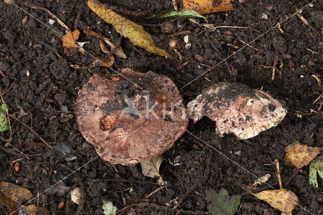 Toverchampignon (Agaricus geesterani)