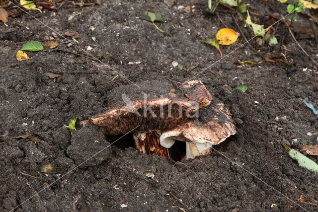 Toverchampignon (Agaricus geesterani)