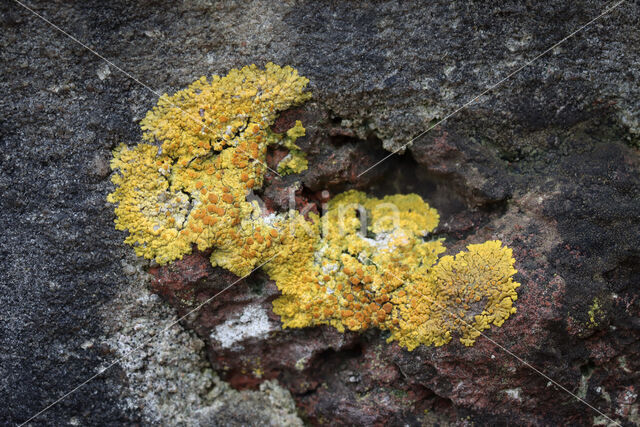 Gelobde citroenkorst (Caloplaca flavescens)