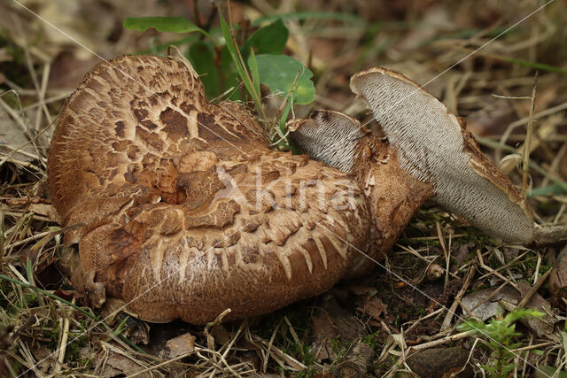 Blauwvoetstekelzwam (Sarcodon scabrosus)