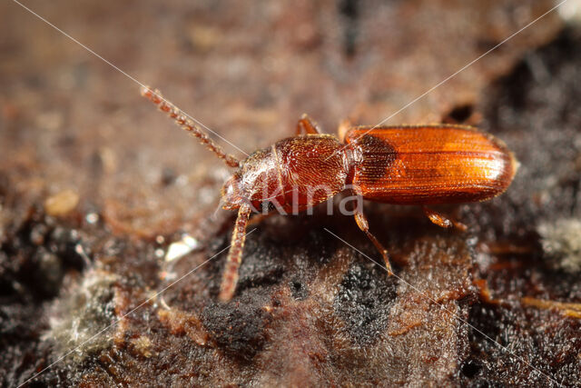 Cryptolestes ferrugineus