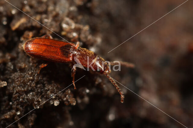 Cryptolestes ferrugineus