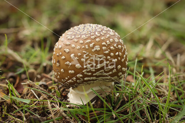 Panteramaniet (Amanita pantherina)