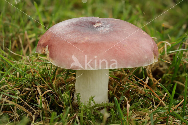 Zwartpurperen russula (Russula undulata)