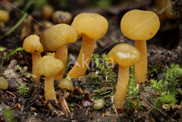 Groene glibberzwam (Leotia lubrica)