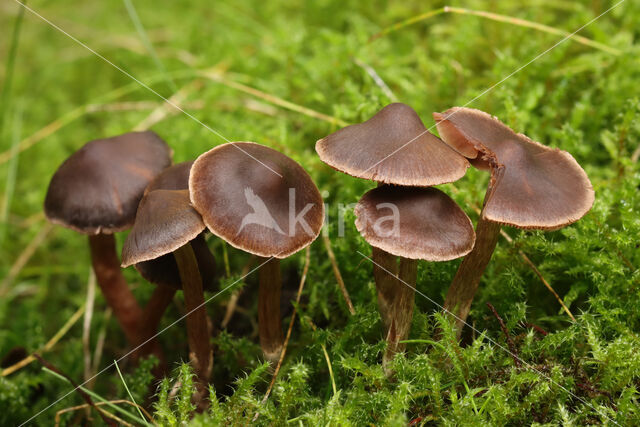 Oranjebloesemgordijnzwam (Cortinarius sacchariosmus)