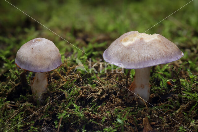 Paarse galgordijnzwam (Cortinarius croceocoeruleus)