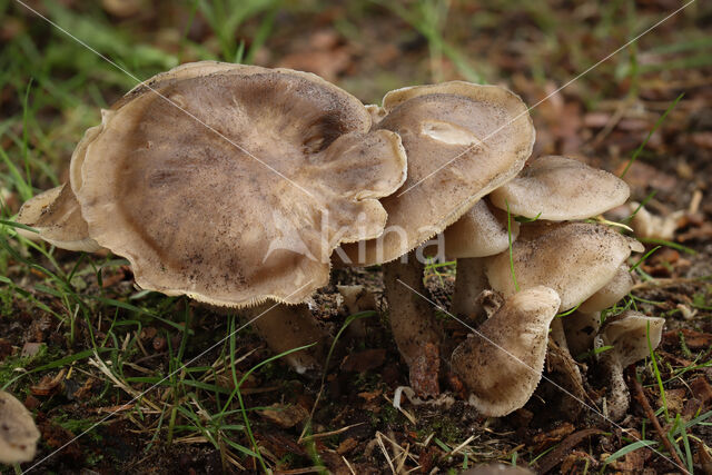 Bruine bundelridderzwam (Lyophyllum decastes)