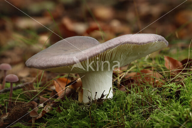 Regenboogrussula (Russula cyanoxantha)