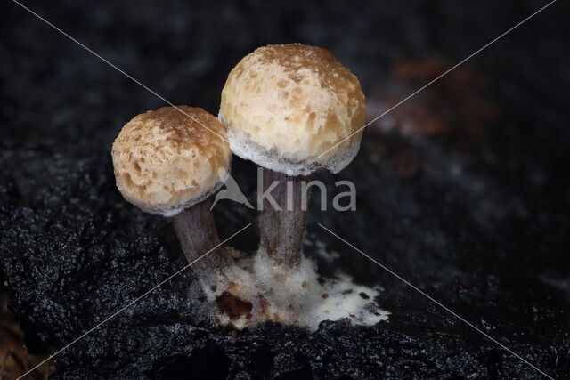 Poederzwamgast (Asterophora lycoperdoides)