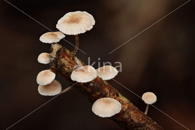 Takruitertje (Marasmiellus ramealis)