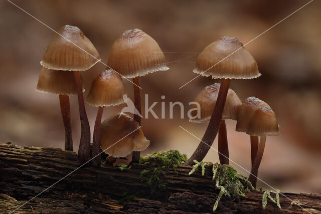 Fraaisteelmycena (Mycena inclinata)