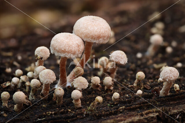 Zemelig donsvoetje (Tubaria conspersa)