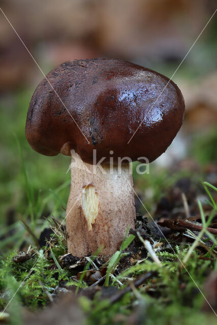 Berkenridderzwam (Tricholoma fulvum)